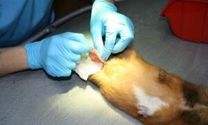 Кастрация и стерилизация морских свинок: стоит ли это делать?