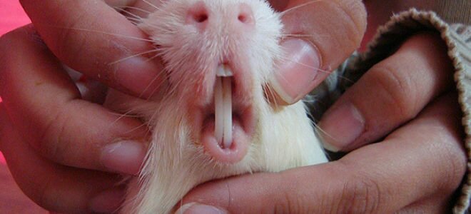 Зубы морской свинки: описание, уход, болезни и лечение