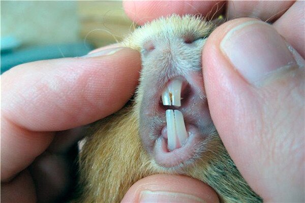 Проведение профилактики зубов