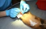 Кастрация и стерилизация морских свинок: стоит ли это делать?