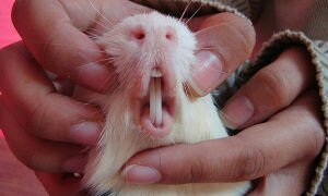 Зубы морской свинки: описание, уход, болезни и лечение